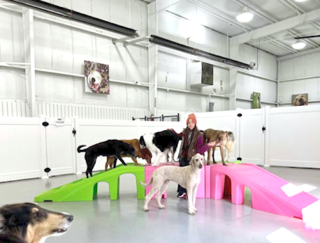 Pets Are Treated Like Family at Play N Stay